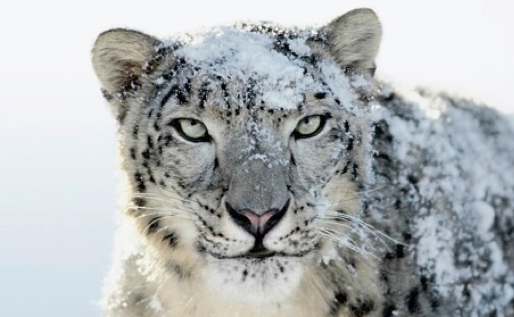 Mac os x snow leopard emulator online pc